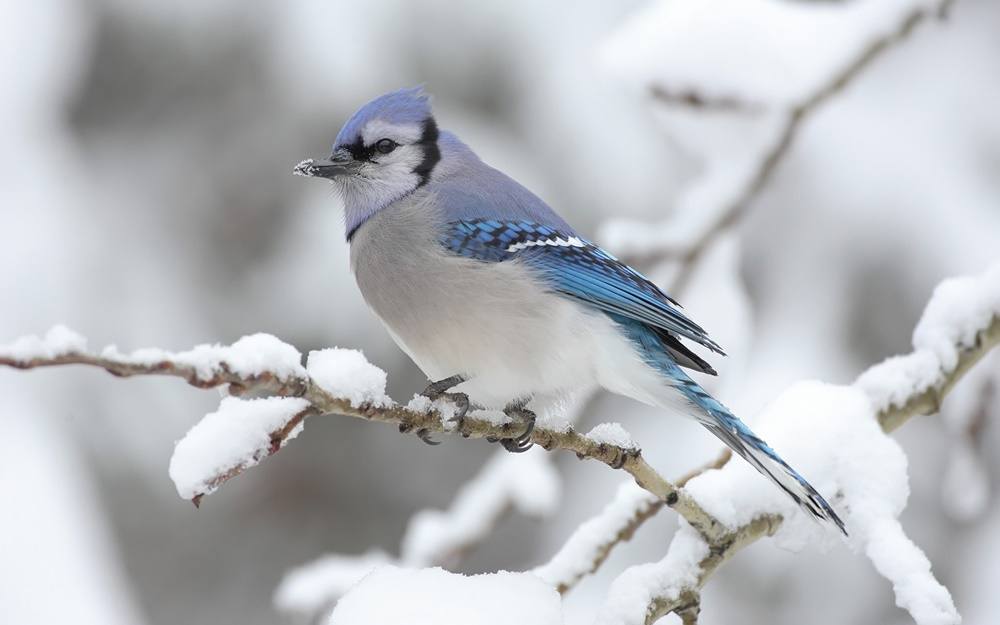3D-HD-Wallpapers-(Animal)ภาพพื้นหลัง พักหน้าจอ No.2