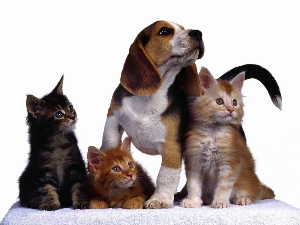 3D-HD-Wallpapers-(Animal)ภาพพื้นหลัง พักหน้าจอ No.3