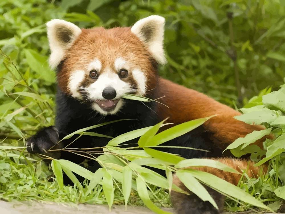 3D-HD-Wallpapers-(Animal)ภาพพื้นหลัง พักหน้าจอ No.3