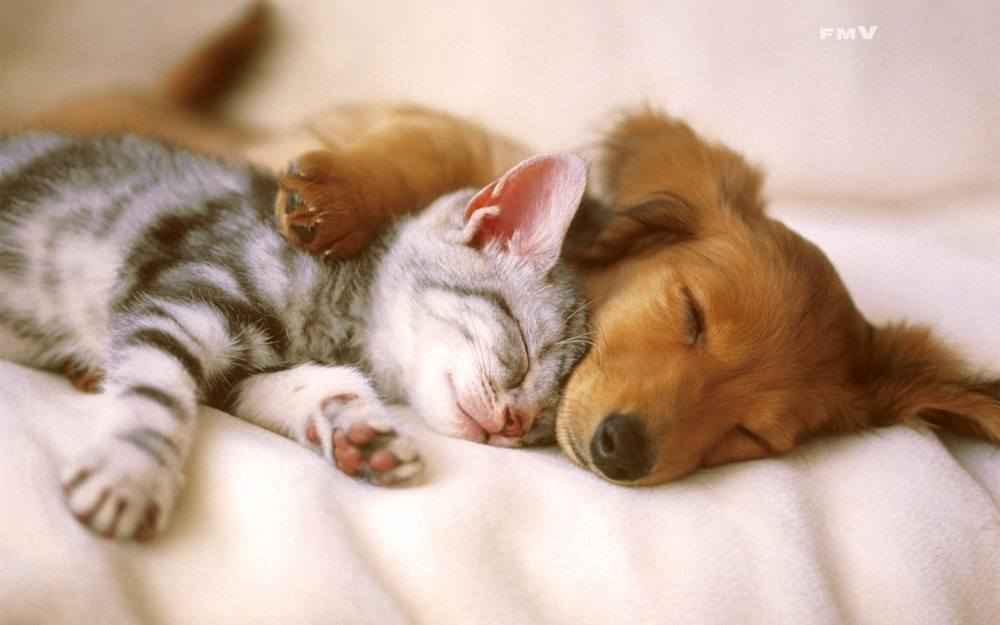3D-HD-Wallpapers-(Animal)ภาพพื้นหลัง พักหน้าจอ No.3