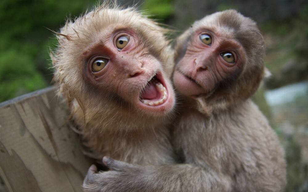 3D-HD-Wallpapers-(Animal)ภาพพื้นหลัง พักหน้าจอ No.3