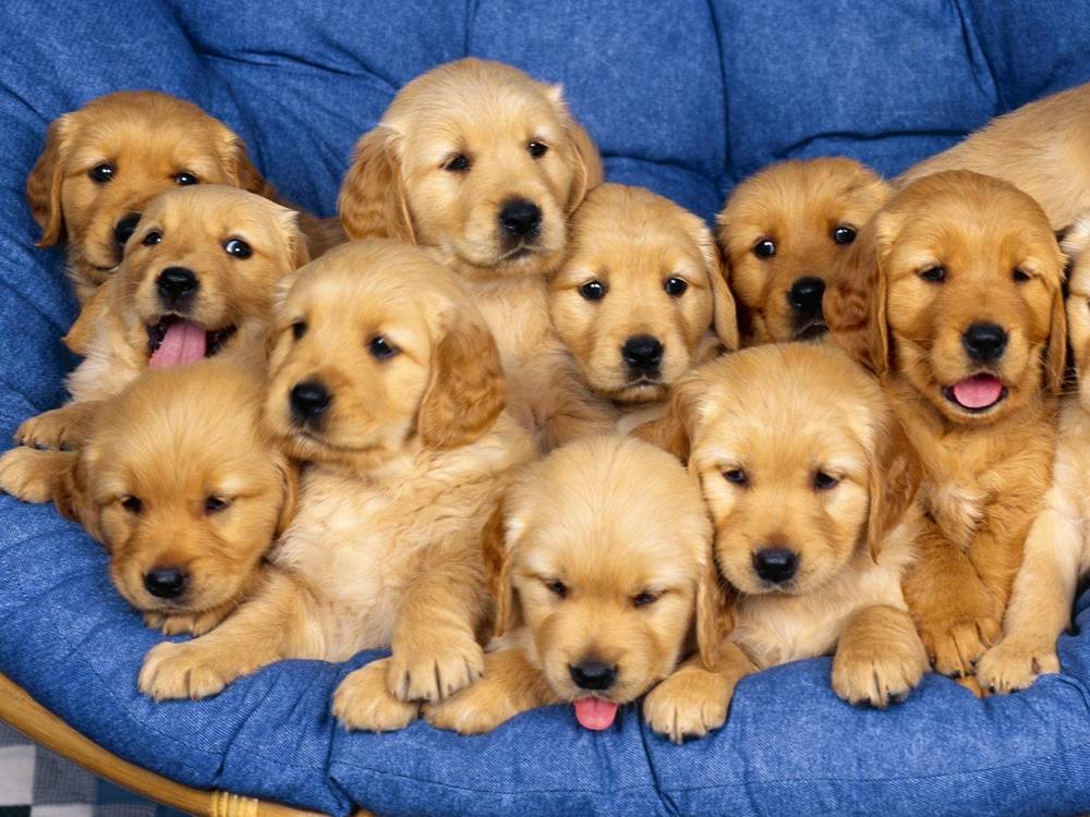 3D-HD-Wallpapers-(Animal)ภาพพื้นหลัง พักหน้าจอ No.3
