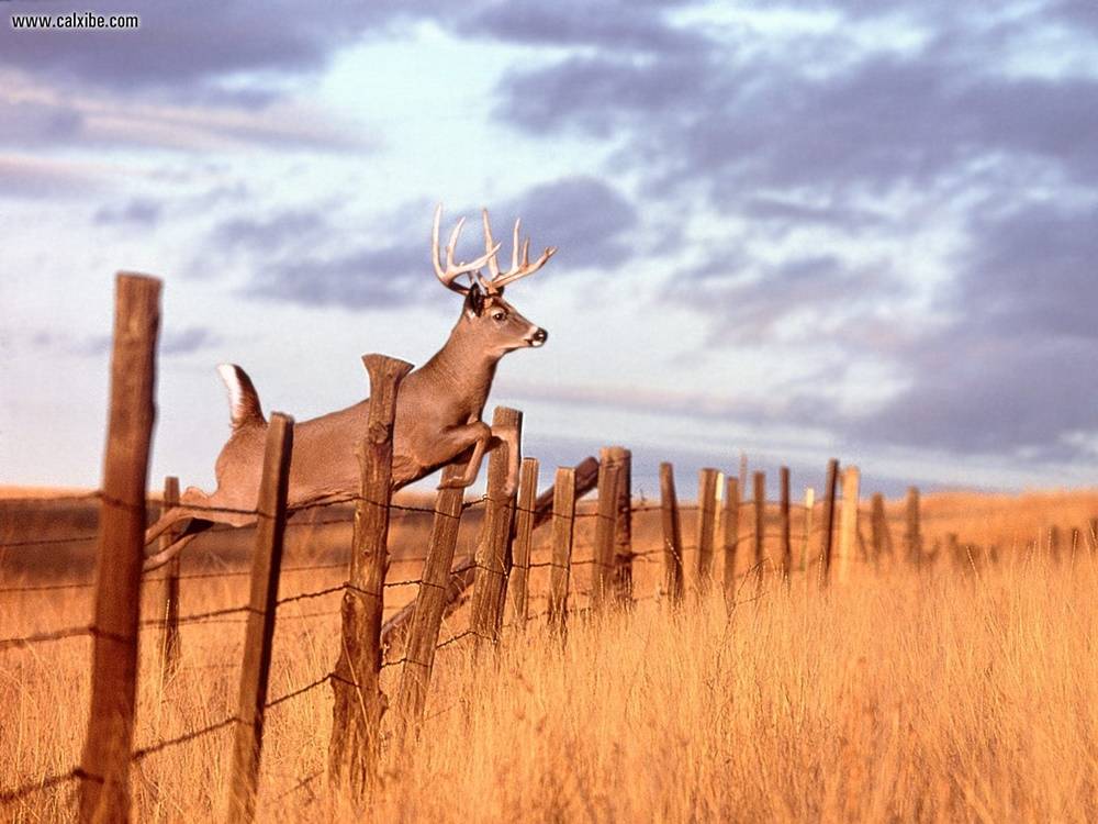 3D-HD-Wallpapers-(Animal)ภาพพื้นหลัง พักหน้าจอ No.3