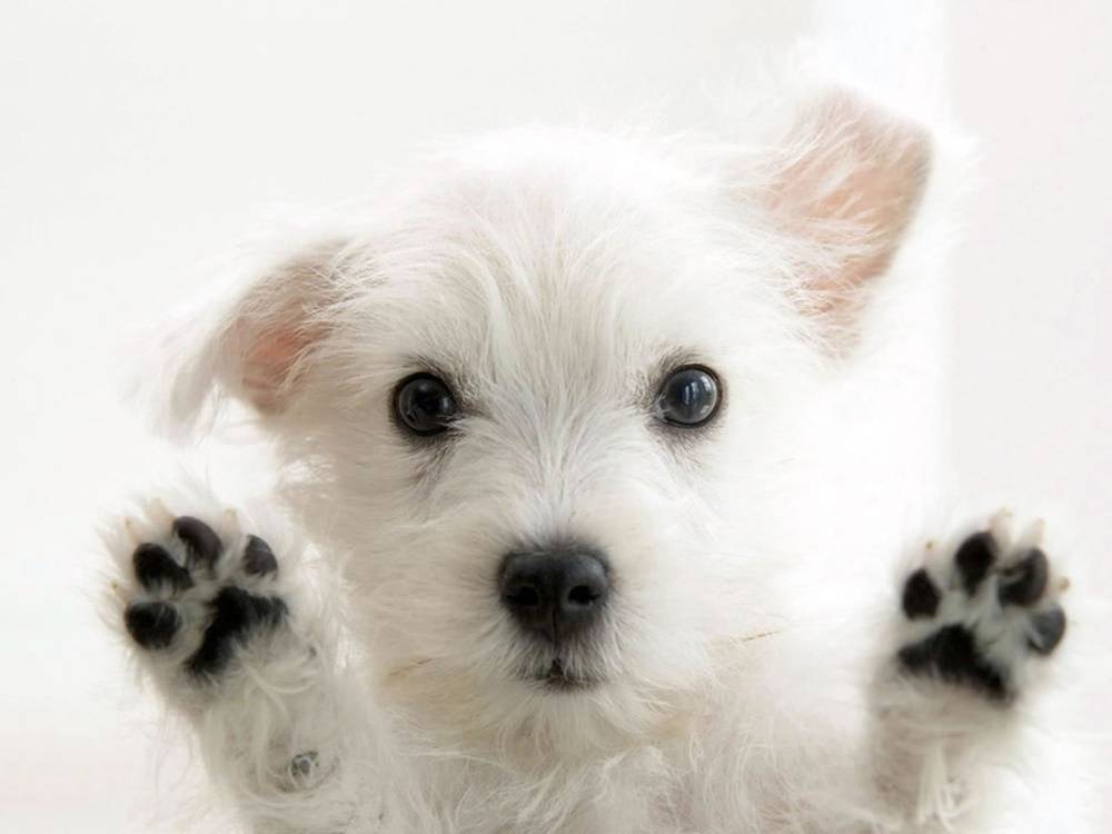 3D-HD-Wallpapers-(Animal)ภาพพื้นหลัง พักหน้าจอ No.3