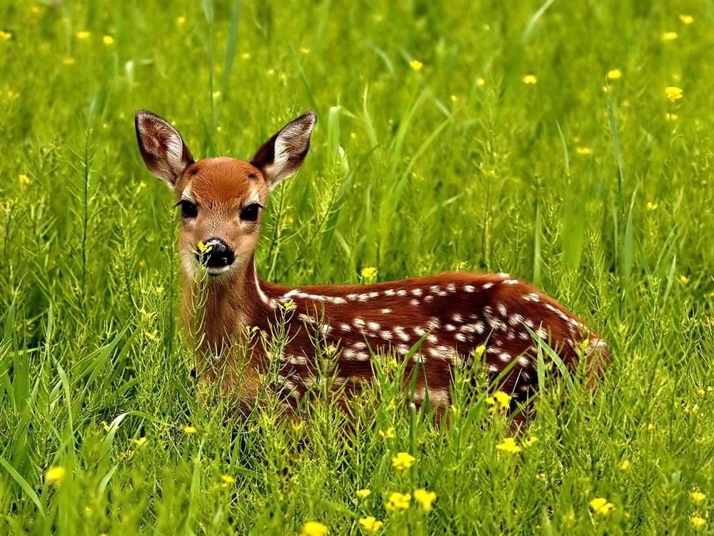 3D-HD-Wallpapers-(Animal)ภาพพื้นหลัง พักหน้าจอ No.3
