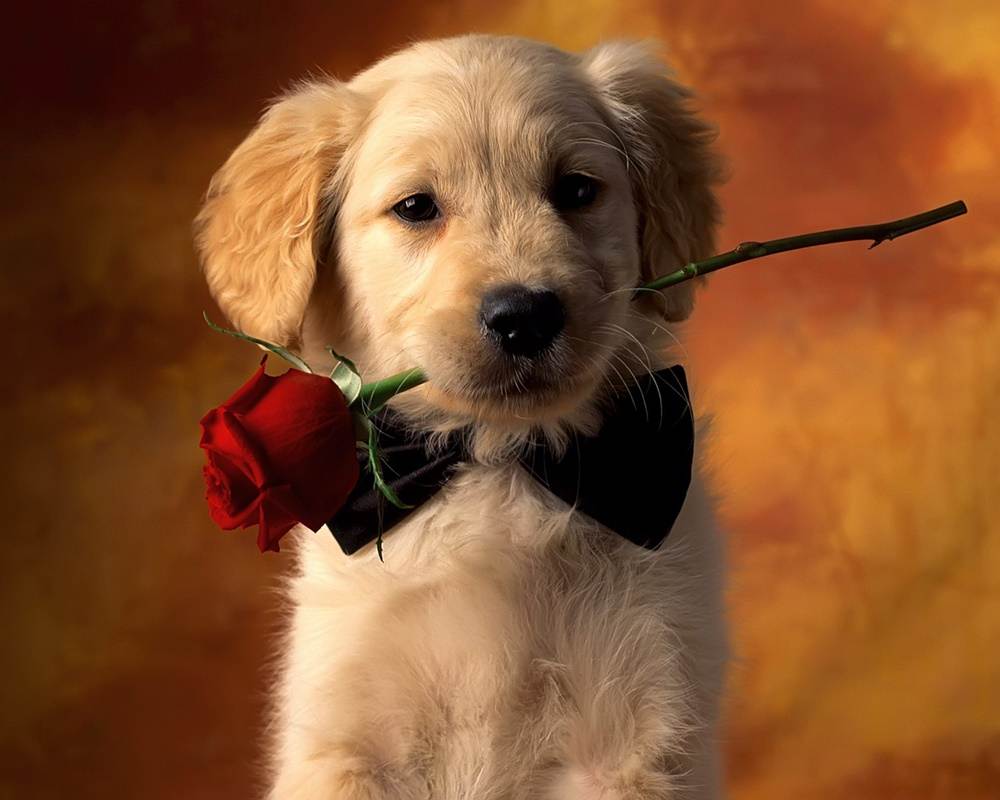 3D-HD-Wallpapers-(Animal)ภาพพื้นหลัง พักหน้าจอ No.3