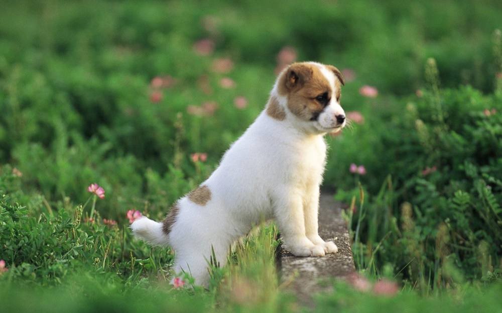 3D-HD-Wallpapers-(Animal)ภาพพื้นหลัง พักหน้าจอ No.3