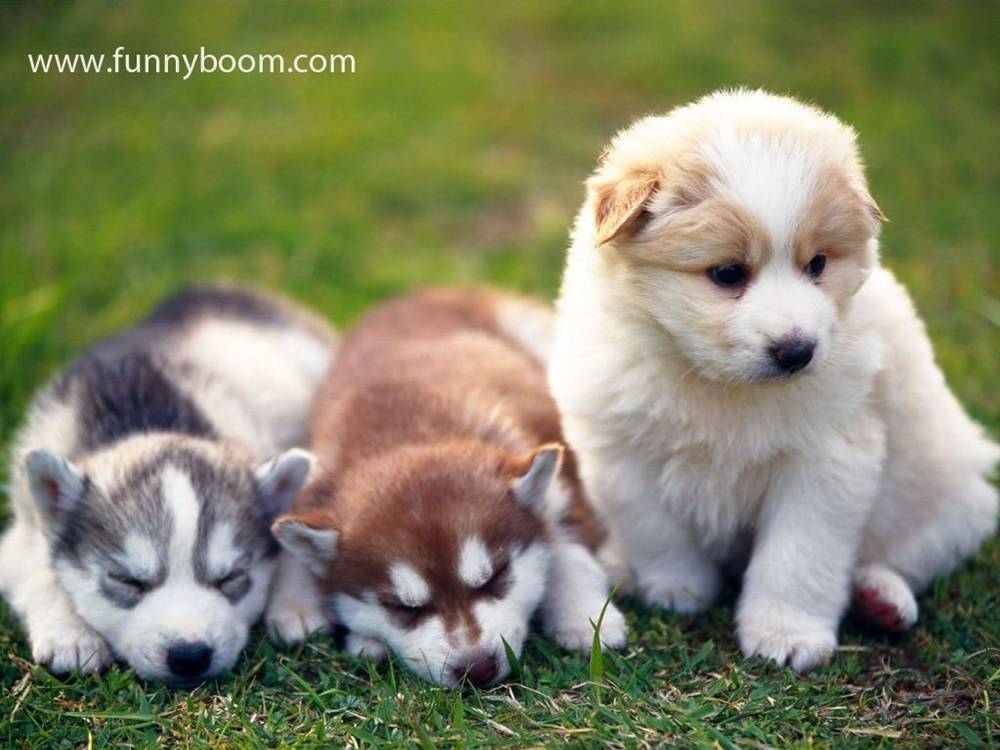 3D-HD-Wallpapers-(Animal)ภาพพื้นหลัง พักหน้าจอ No.3