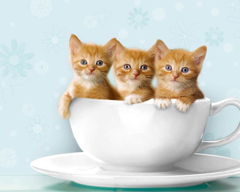 3D-HD-Wallpapers-(Animal)ภาพพื้นหลัง พักหน้าจอ No.3