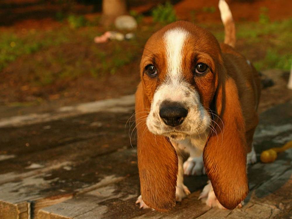 3D-HD-Wallpapers-(Animal)ภาพพื้นหลัง พักหน้าจอ No.3