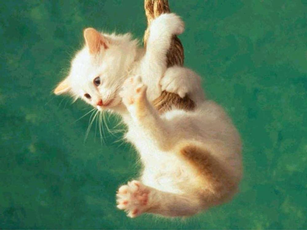 3D-HD-Wallpapers-(Animal)ภาพพื้นหลัง พักหน้าจอ No.3