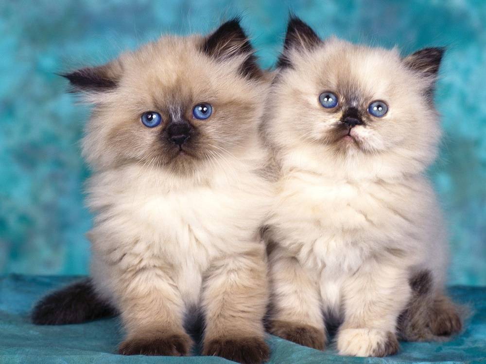 3D-HD-Wallpapers-(Animal)ภาพพื้นหลัง พักหน้าจอ No.3