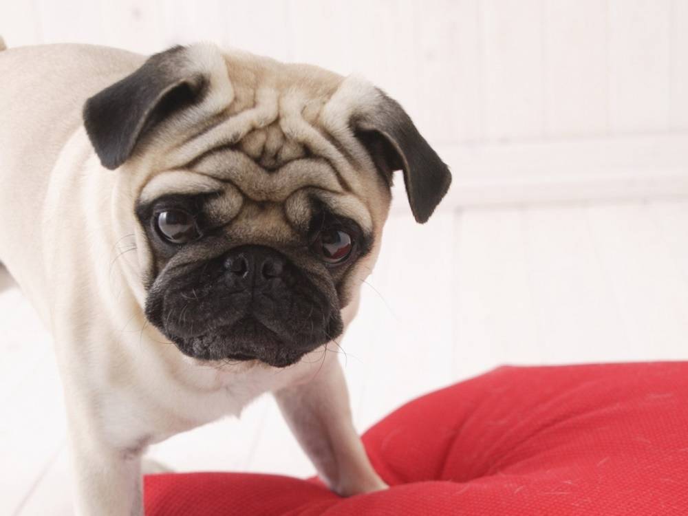 3D-HD-Wallpapers-(Animal)ภาพพื้นหลัง พักหน้าจอ No.3