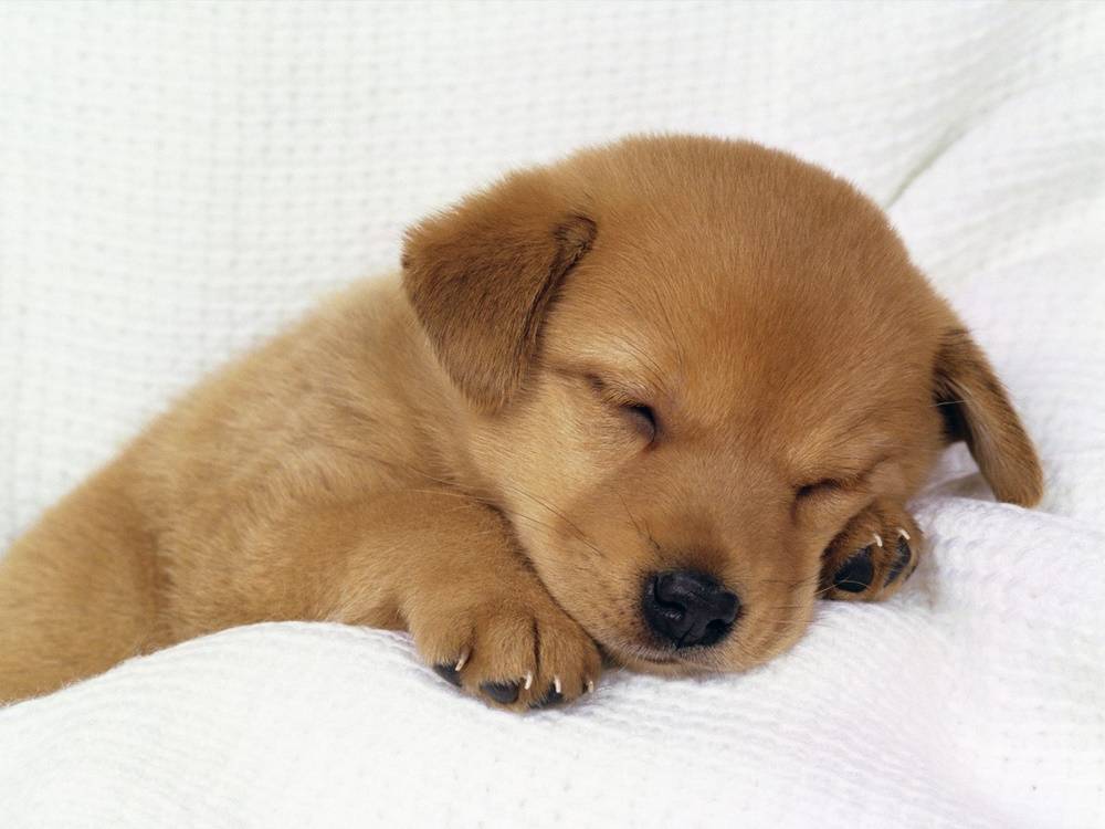 3D-HD-Wallpapers-(Animal)ภาพพื้นหลัง พักหน้าจอ No.3