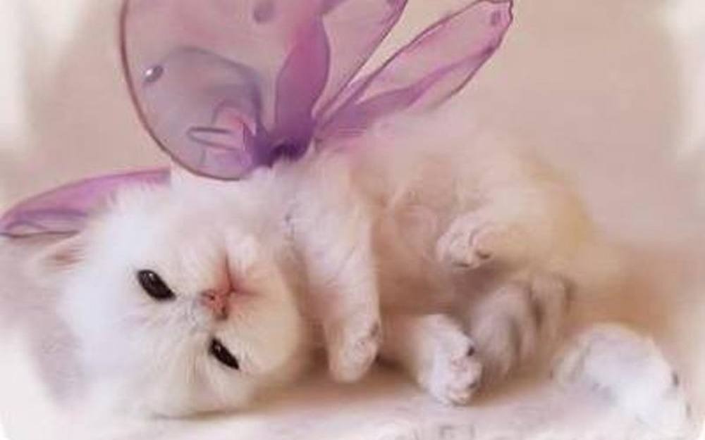 3D-HD-Wallpapers-(Animal)ภาพพื้นหลัง พักหน้าจอ No.3