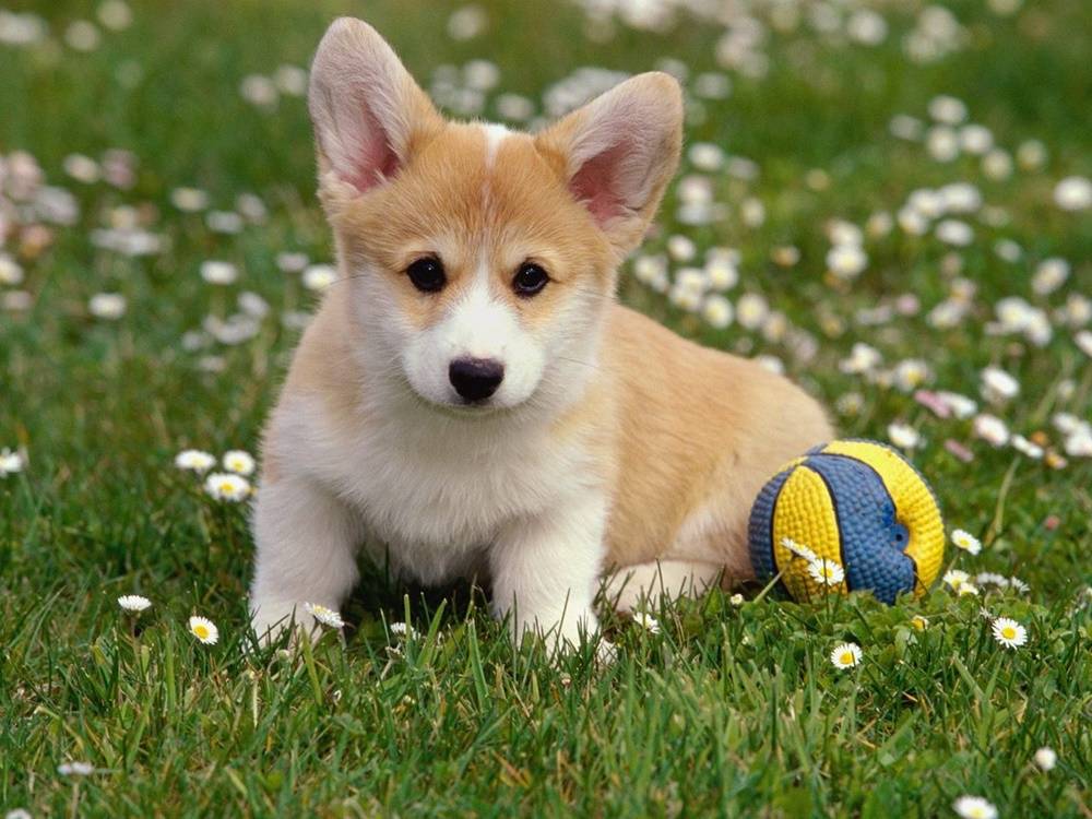 3D-HD-Wallpapers-(Animal)ภาพพื้นหลัง พักหน้าจอ No.3