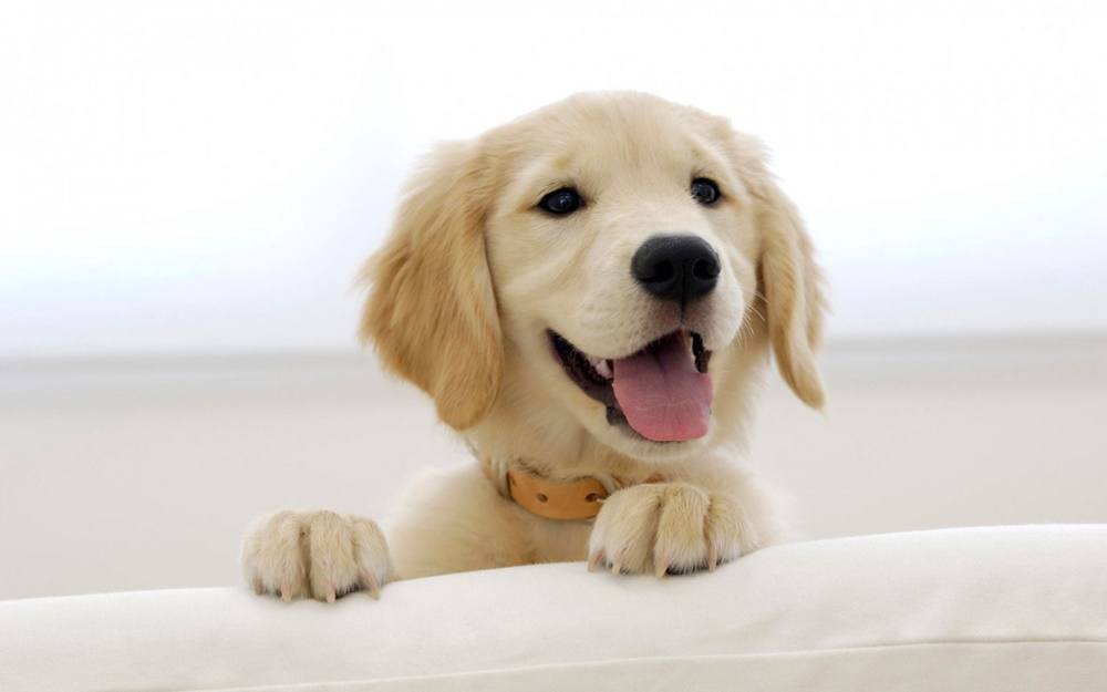 3D-HD-Wallpapers-(Animal)ภาพพื้นหลัง พักหน้าจอ No.4