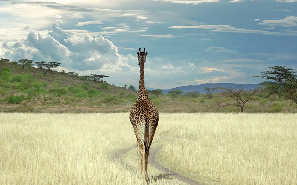 3D-HD-Wallpapers-(Animal)ภาพพื้นหลัง พักหน้าจอ No.4