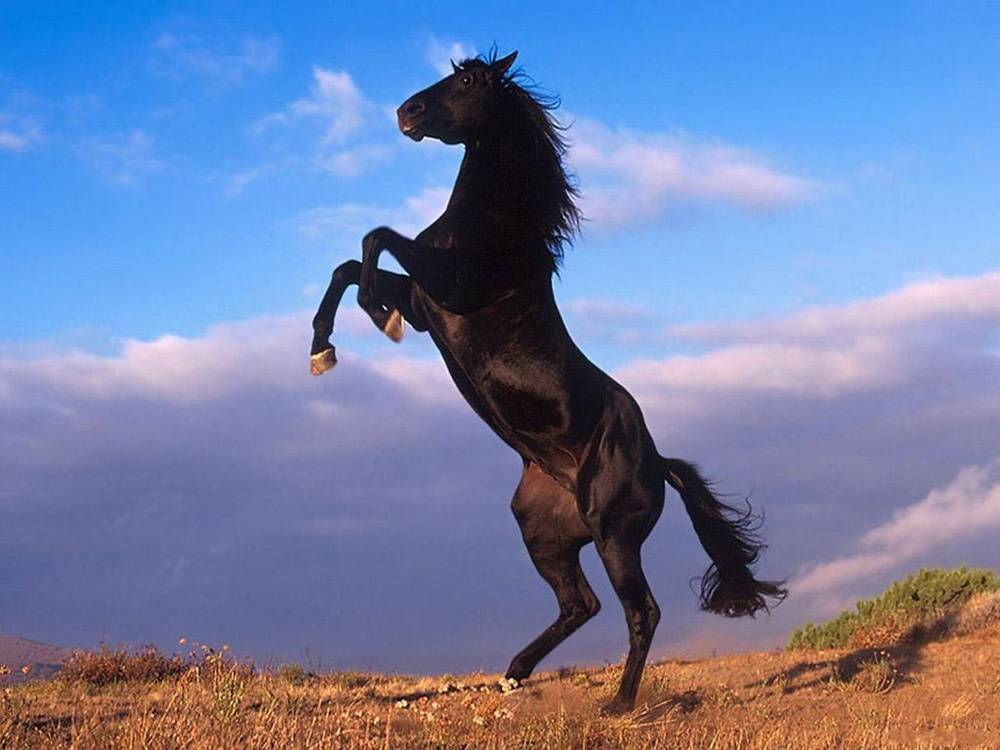 3D-HD-Wallpapers-(Animal)ภาพพื้นหลัง พักหน้าจอ No.4