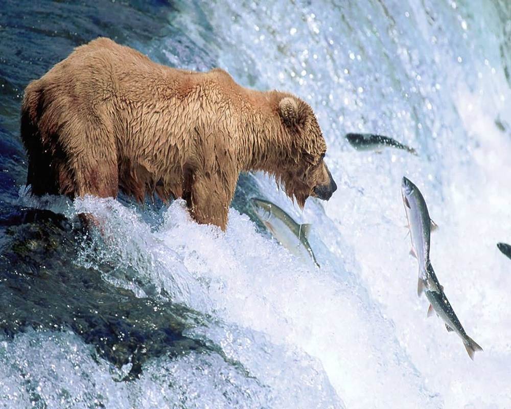 3D-HD-Wallpapers-(Animal)ภาพพื้นหลัง พักหน้าจอ No.4