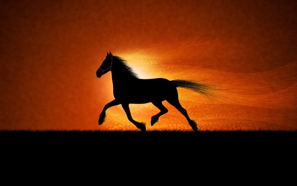 3D-HD-Wallpapers-(Animal)ภาพพื้นหลัง พักหน้าจอ No.4