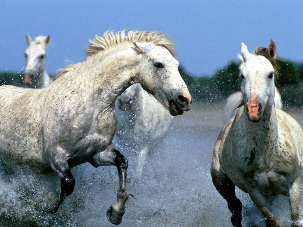 3D-HD-Wallpapers-(Animal)ภาพพื้นหลัง พักหน้าจอ No.4