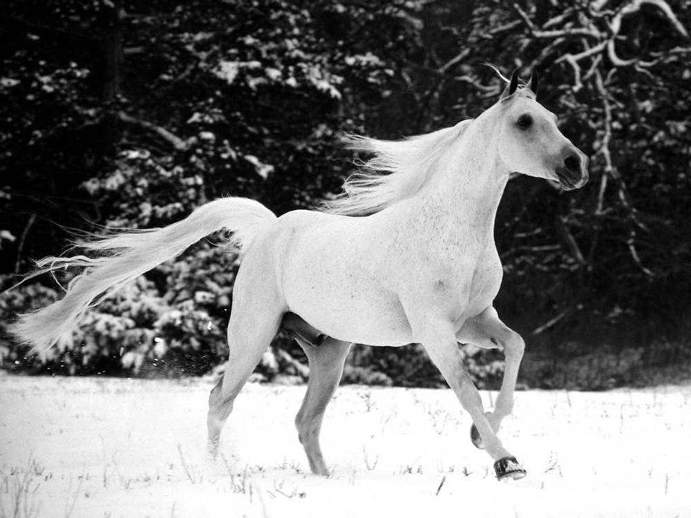 3D-HD-Wallpapers-(Animal)ภาพพื้นหลัง พักหน้าจอ No.4