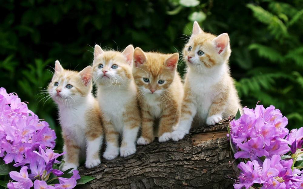 3D-HD-Wallpapers-(Animal)ภาพพื้นหลัง พักหน้าจอ No.4