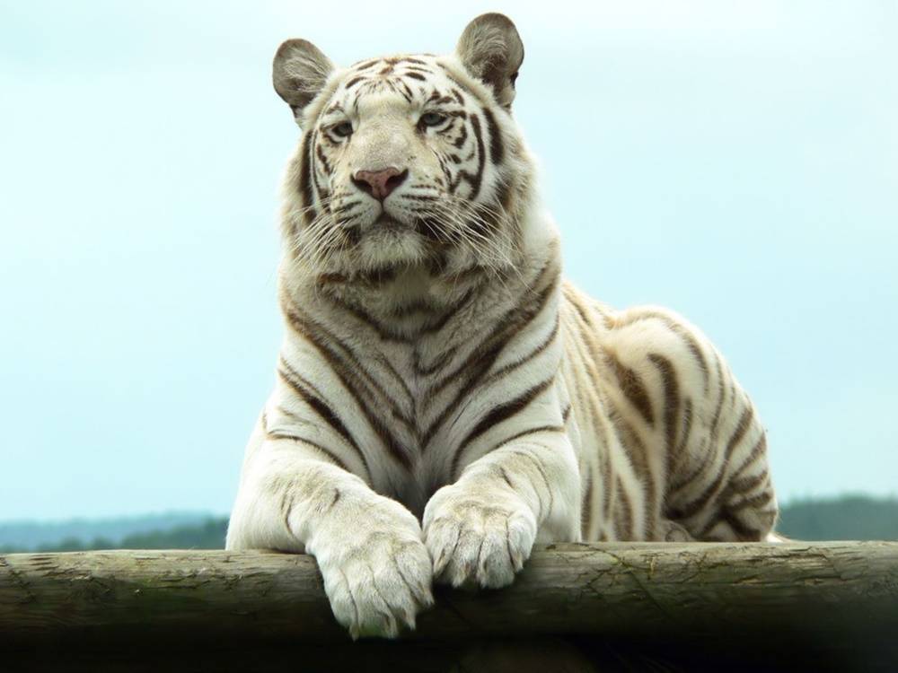 3D-HD-Wallpapers-(Animal)ภาพพื้นหลัง พักหน้าจอ No.4