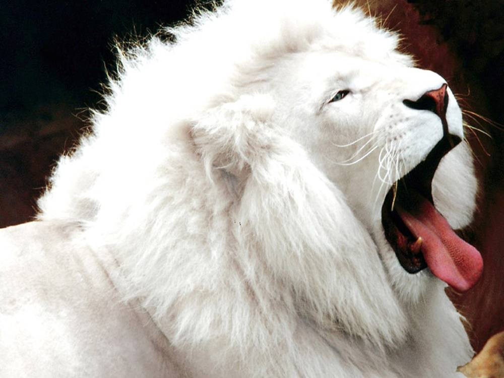 3D-HD-Wallpapers-(Animal)ภาพพื้นหลัง พักหน้าจอ No.4