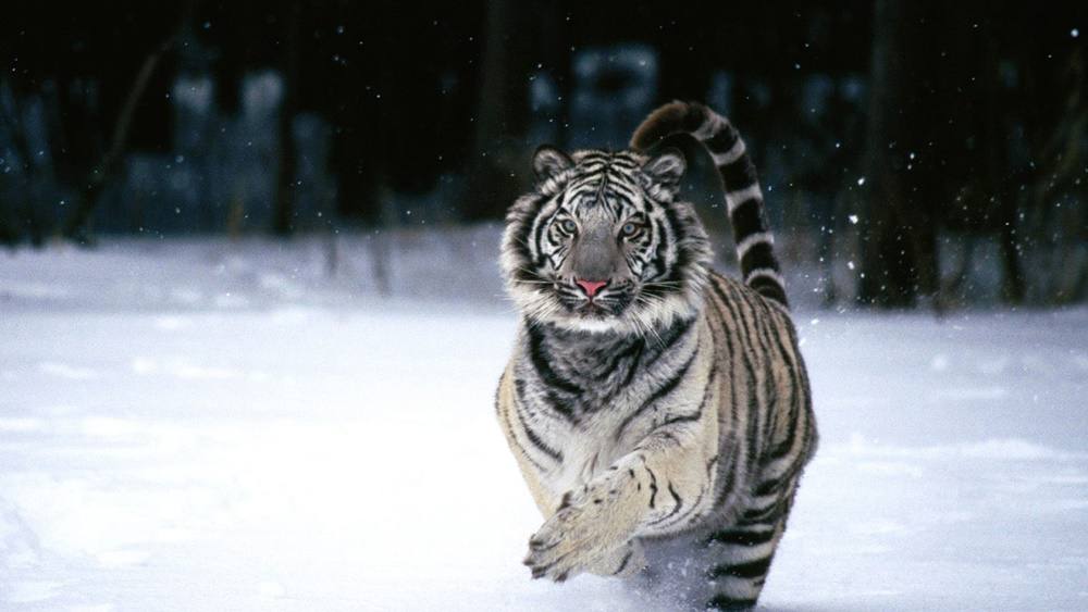 3D-HD-Wallpapers-(Animal)ภาพพื้นหลัง พักหน้าจอ No.4