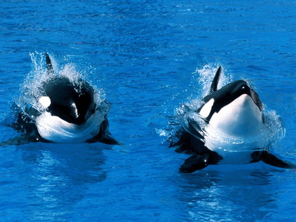 3D-HD-Wallpapers-(Animal)ภาพพื้นหลัง พักหน้าจอ No.4