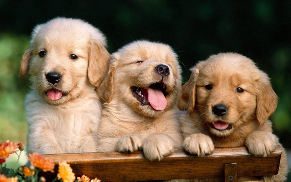 3D-HD-Wallpapers-(Animal)ภาพพื้นหลัง พักหน้าจอ No.4