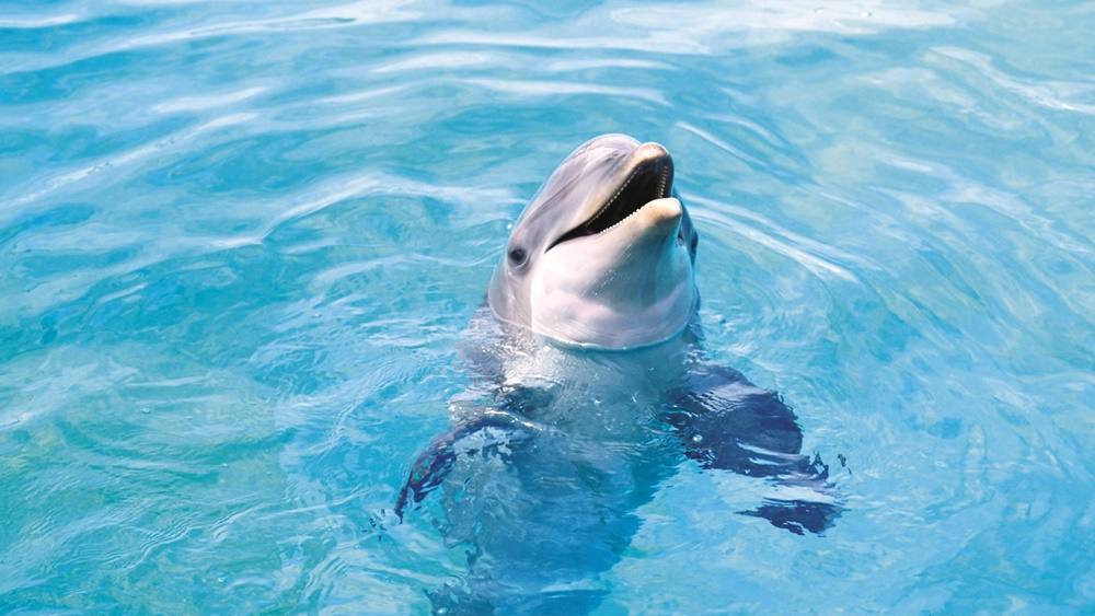 3D-HD-Wallpapers-(Animal)ภาพพื้นหลัง พักหน้าจอ No.4