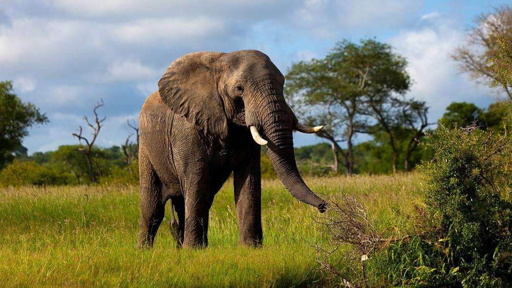 3D-HD-Wallpapers-(Animal)ภาพพื้นหลัง พักหน้าจอ No.4
