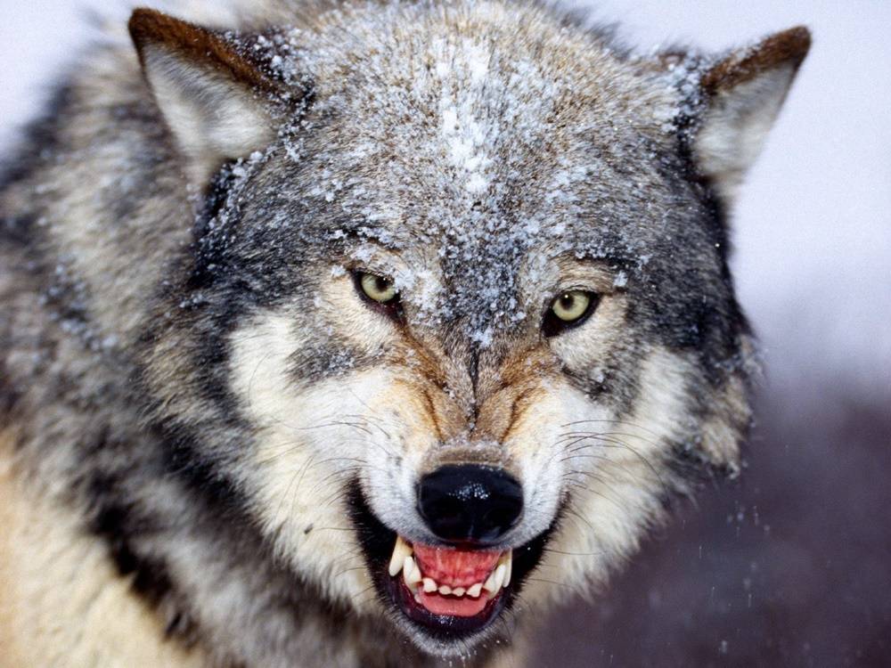 3D-HD-Wallpapers-(Animal)ภาพพื้นหลัง พักหน้าจอ No.4