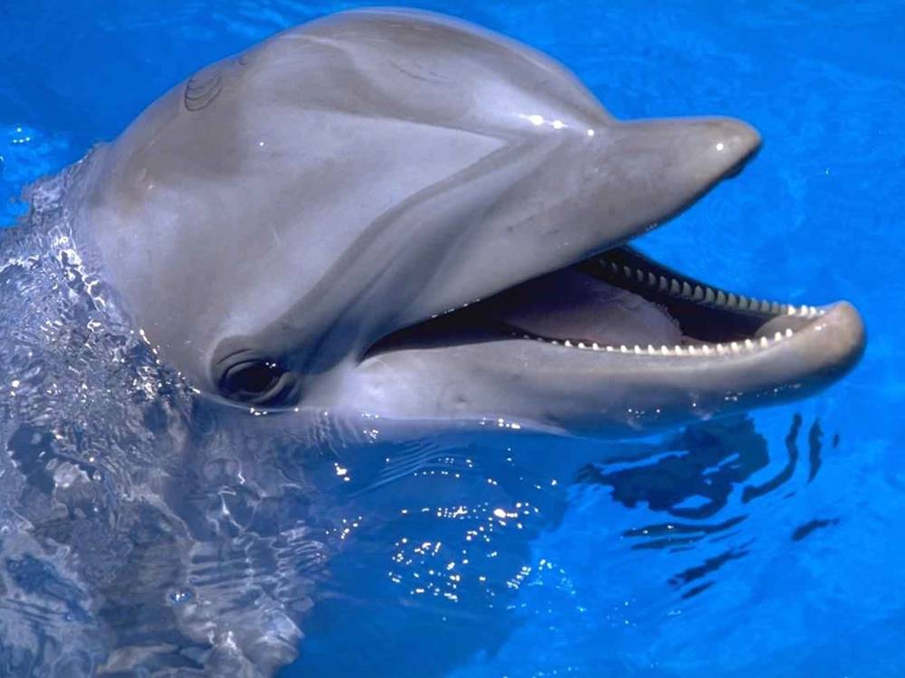 3D-HD-Wallpapers-(Animal)ภาพพื้นหลัง พักหน้าจอ No.4