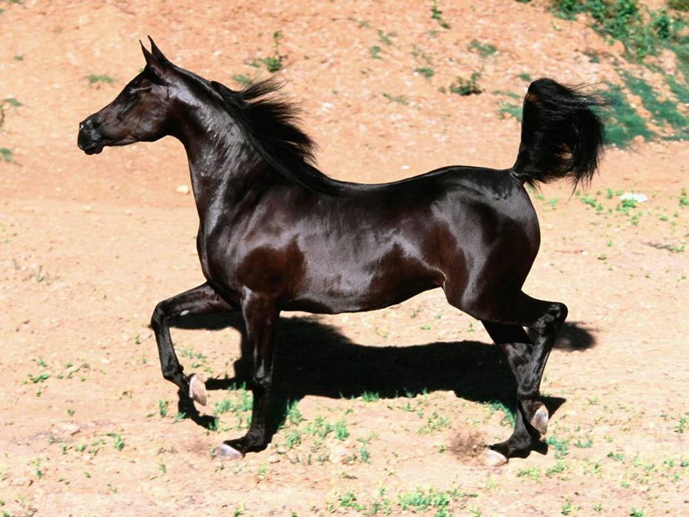 3D-HD-Wallpapers-(Animal)ภาพพื้นหลัง พักหน้าจอ No.4