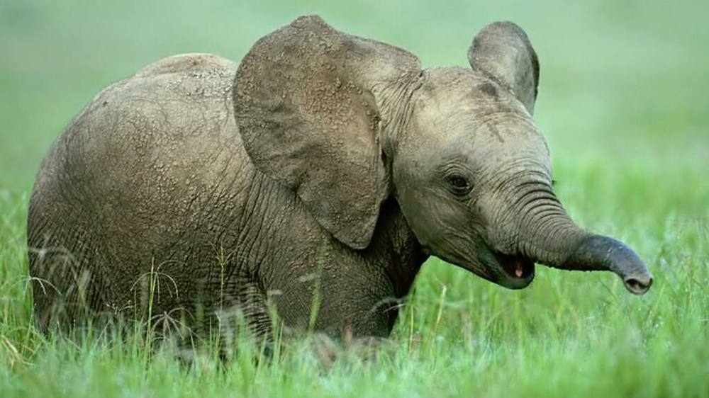 3D-HD-Wallpapers-(Animal)ภาพพื้นหลัง พักหน้าจอ No.4