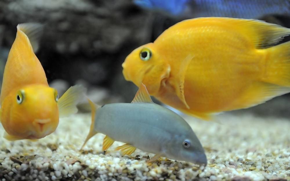 3D-HD-Wallpapers-(Animal)ภาพพื้นหลัง พักหน้าจอ No.4