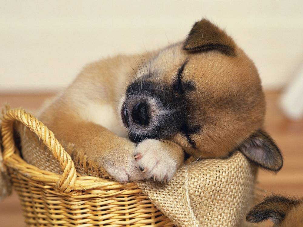 3D-HD-Wallpapers-(Animal)ภาพพื้นหลัง พักหน้าจอ No.4