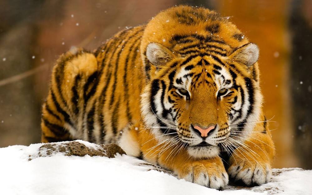 3D-HD-Wallpapers-(Animal)ภาพพื้นหลัง พักหน้าจอ No.4