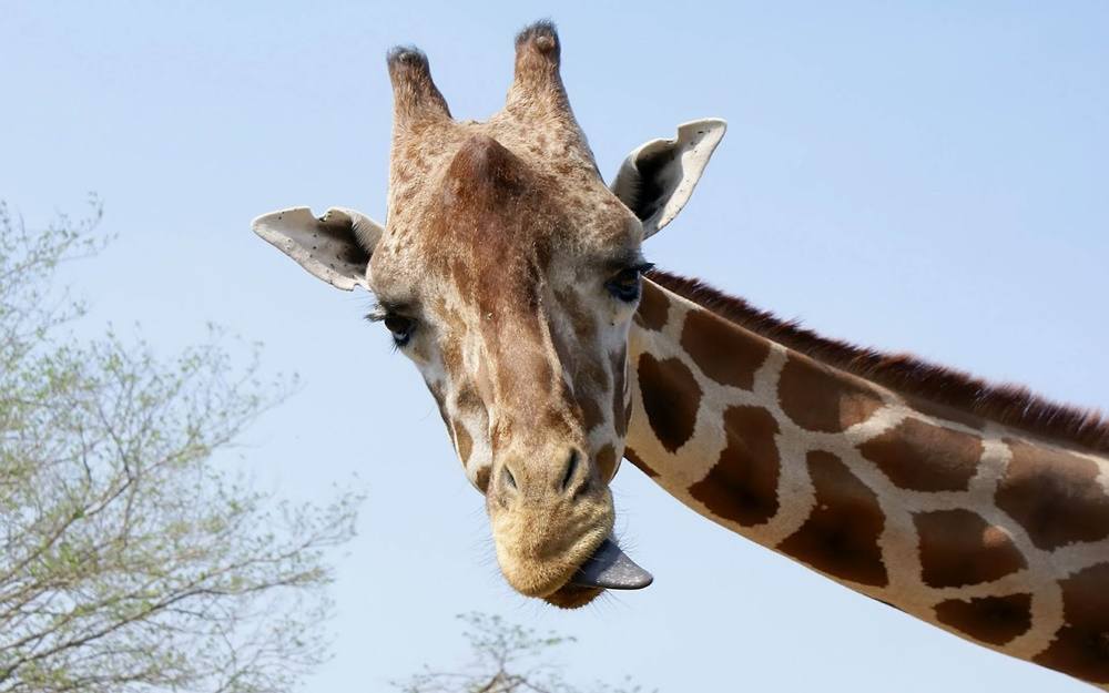3D-HD-Wallpapers-(Animal)ภาพพื้นหลัง พักหน้าจอ No.4