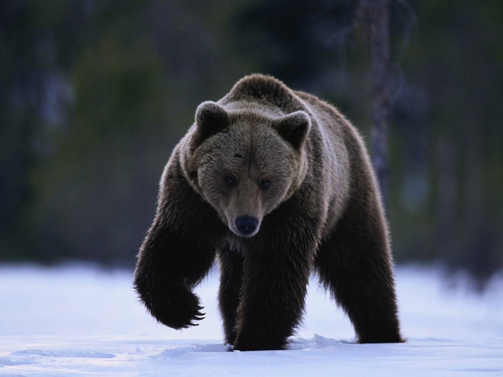 3D-HD-Wallpapers-(Animal)ภาพพื้นหลัง พักหน้าจอ No.4