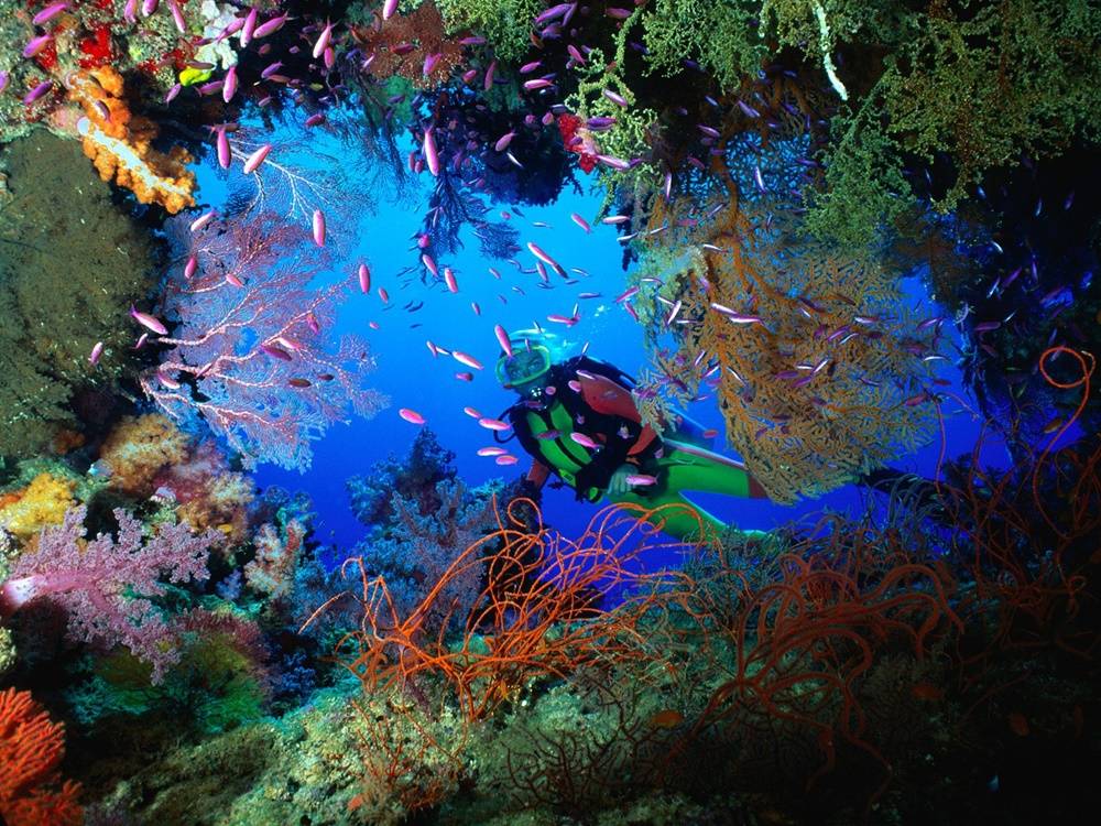 3D-HD-Wallpapers-(Animal)ภาพพื้นหลัง พักหน้าจอ No.4
