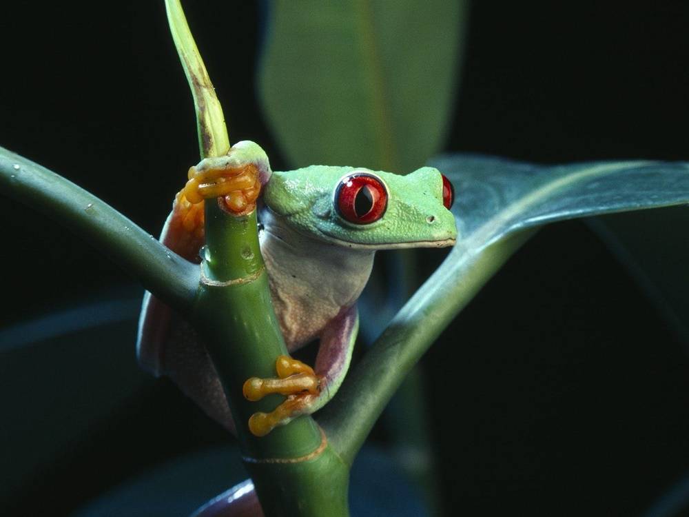 3D-HD-Wallpapers-(Animal)ภาพพื้นหลัง พักหน้าจอ No.4