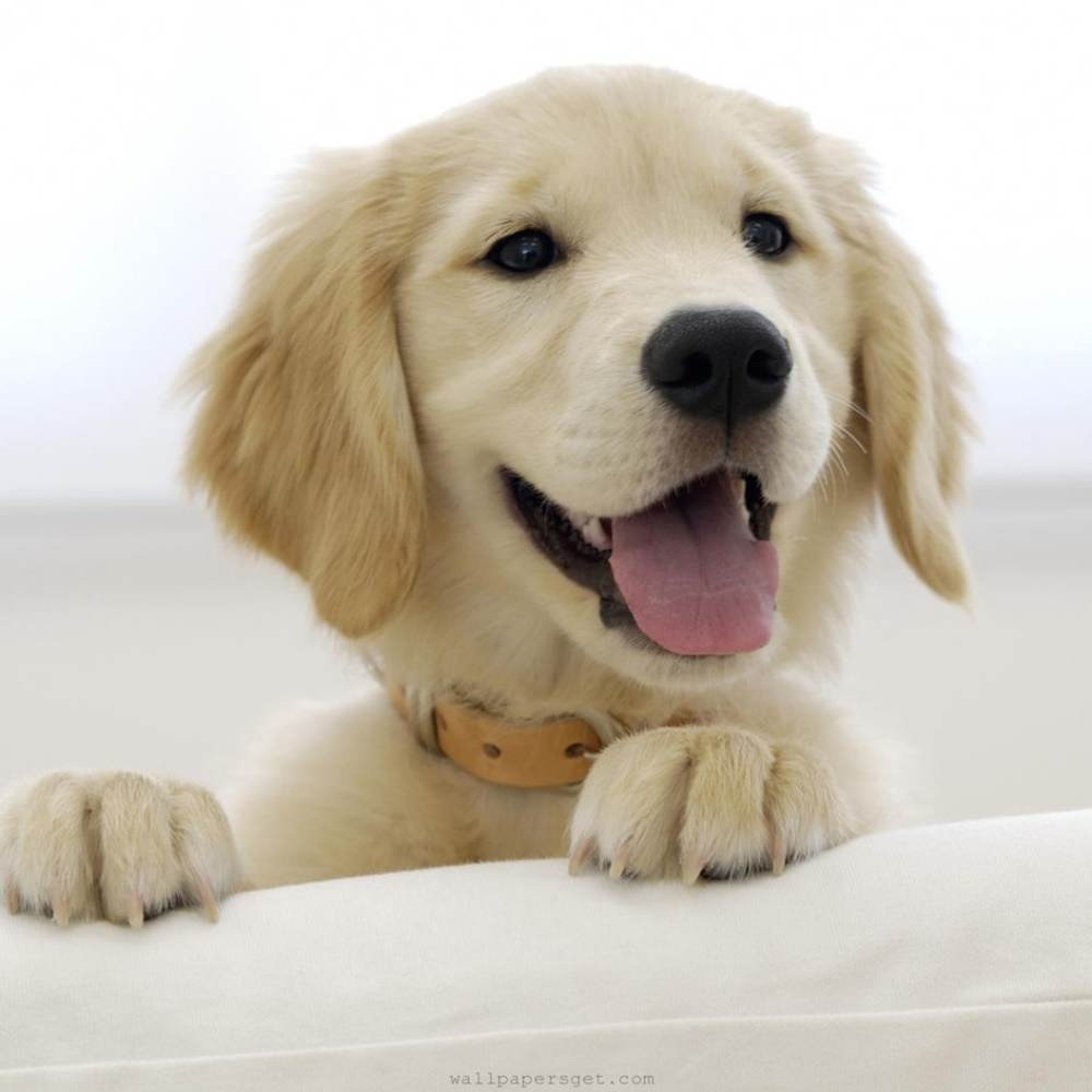 3D-HD-Wallpapers-(Animal)ภาพพื้นหลัง พักหน้าจอ No.4
