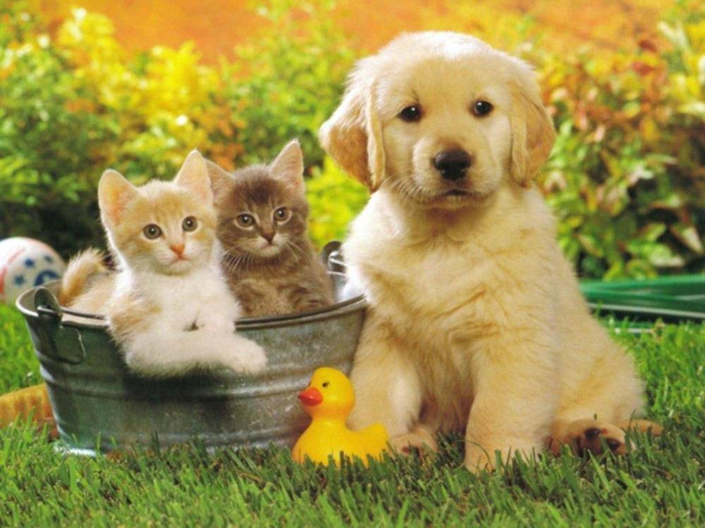3D-HD-Wallpapers-(Animal)ภาพพื้นหลัง พักหน้าจอ No.4
