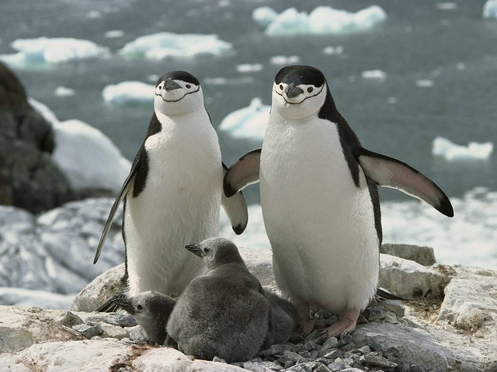 3D-HD-Wallpapers-(Animal)ภาพพื้นหลัง พักหน้าจอ No.4