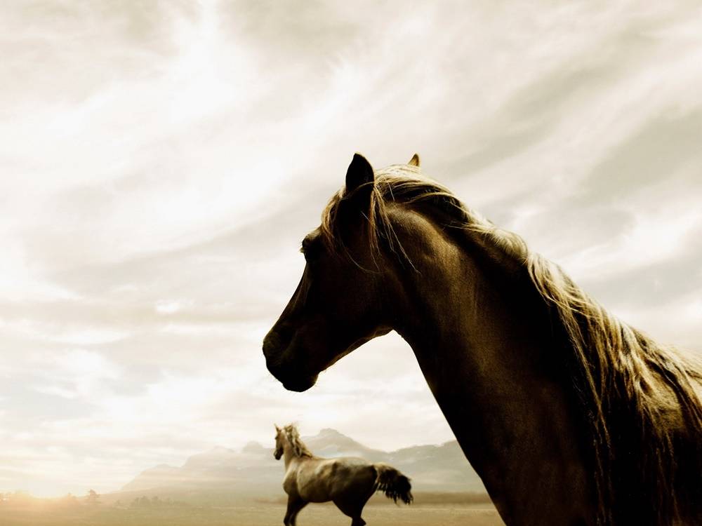 3D-HD-Wallpapers-(Animal)ภาพพื้นหลัง พักหน้าจอ No.4